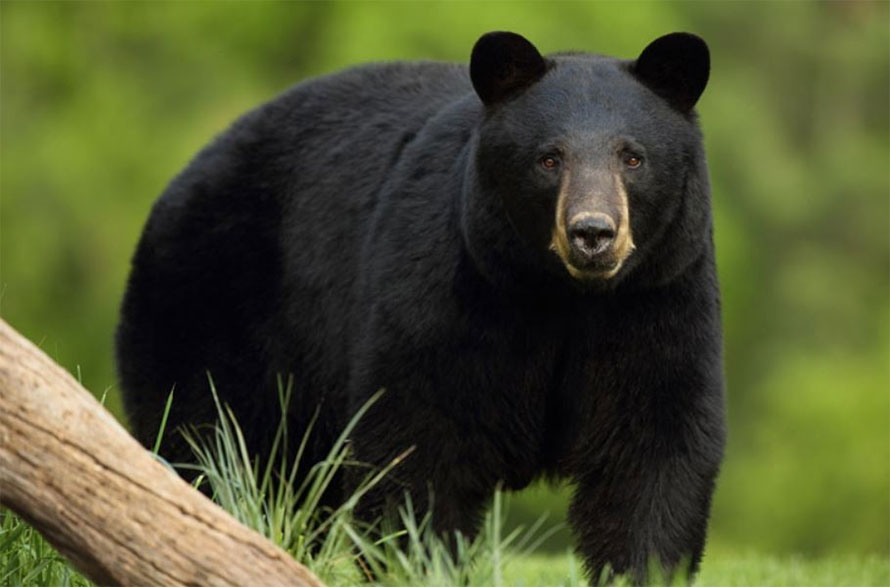 उदयपुरमा भालुको आक्रमणबाट महिला घाइते