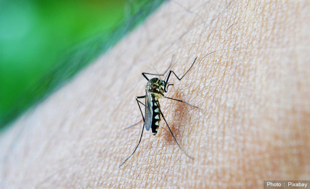 पुसको मध्यदेखि हालसम्म २ हजार ९५२ जनामा डेंगु संक्रमण पुष्टि