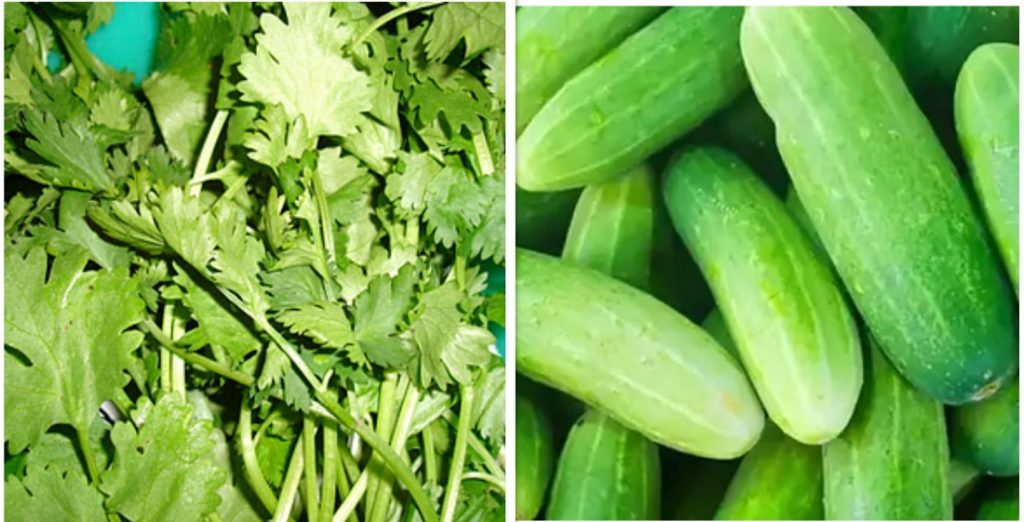 हरियो धनियाँ र काँक्रोमा अत्याधिक विषादी फेला