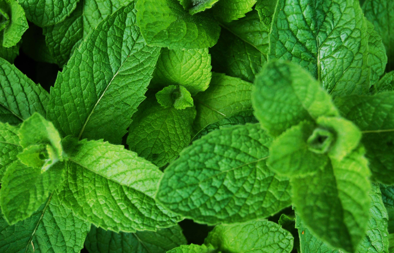 पुदिनाको भाउ बढ्यो