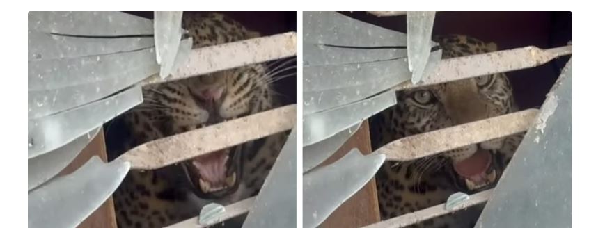 काठमाडौंको तारकेश्वरमा घरभित्र चितुवा पस्यो