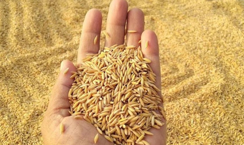 सरकारले बढायो धानको न्यूनतम समर्थन मूल्य