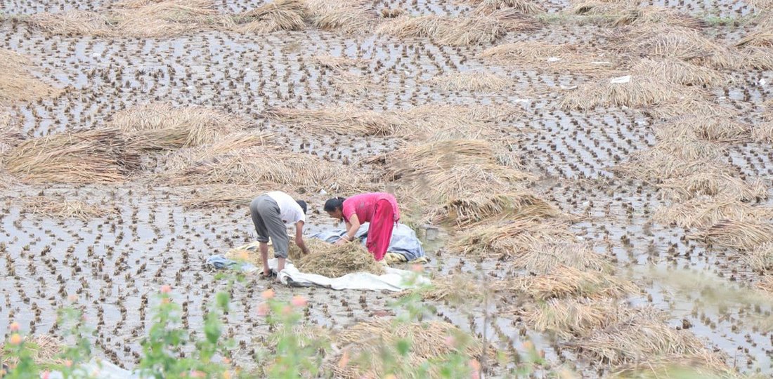 कात्तिकको झरीले धानबालीमा साढे २ अर्ब बढीको नोक्सानी
