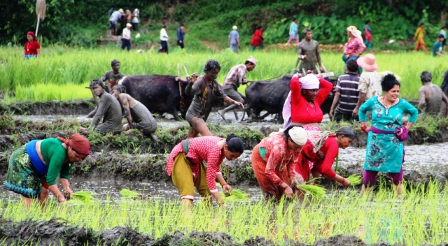 देशभरि ९१ प्रतिशत धान रोपाइँ